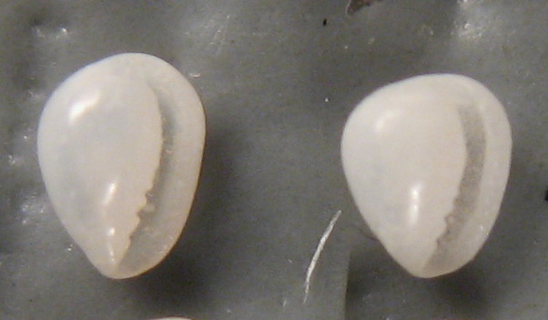 Granulina marginata